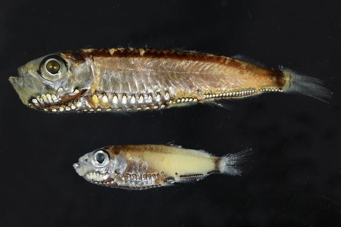 Publication: Deep-sea fish reveal an alternative developmental trajectory for vertebrate vision
